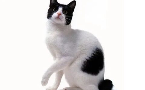 日本短尾猫多少钱一只？日本短尾猫怎么饲养？