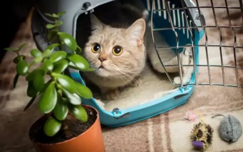 如何让猫咪适应航空箱？猫咪空运怎么适应？