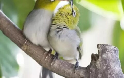 绣眼鸟为什么会炸毛？绣眼鸟炸毛该怎么办？