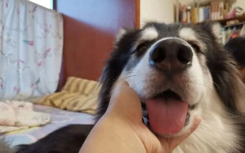 狗狗是通过什么“辨认”主人的？