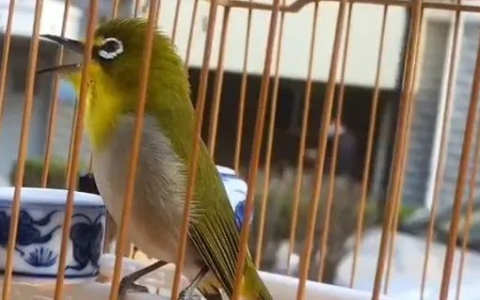 如何在鸟市大笼里挑选绣眼鸟？