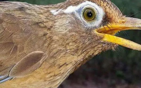 如何品鉴一只画眉鸟的毛相?