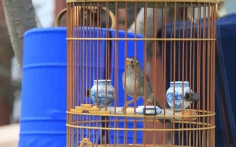 画眉鸟的真性和假性（二晃晃、毛毛性）