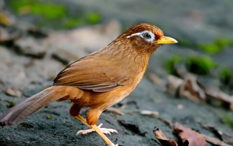 画眉原毛鸟的底层逻辑