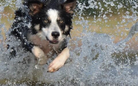 狗狗洗澡的十大忌讳，让狗狗洗出健康又欢乐