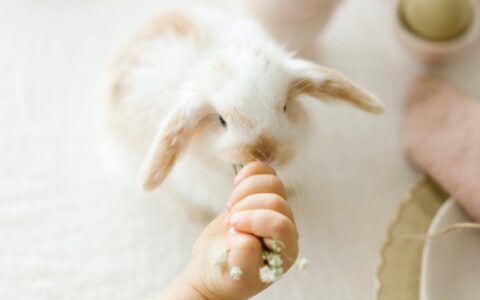 家里小怎么养宠物？2平米内就能养好的宠物推荐