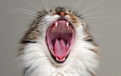 猫咪便秘的原因及治疗方法