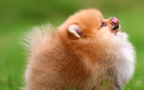 世界上最可爱的十种宠物，哪个是你心目中的NO.1呢？