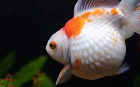 懒人省心好养宠物有哪些？