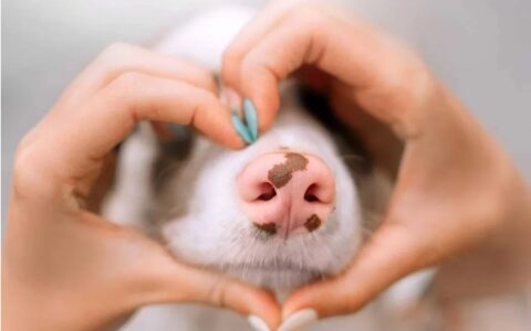 世界十大嗅觉最强的动物