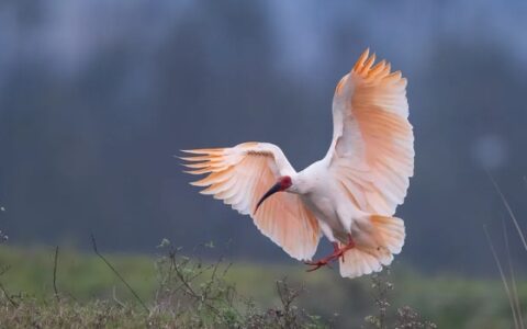 中国十大最美的飞禽