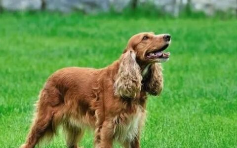 狗狗平均寿命排行榜，哪些品种的狗狗寿命最长？