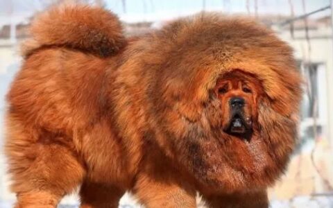 世界最具气质的十大名犬都有哪些？