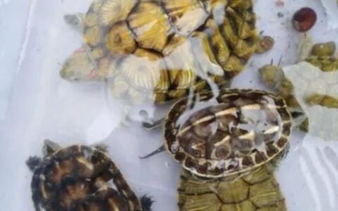 甲鱼是保护动物吗？甲鱼是乌龟吗？