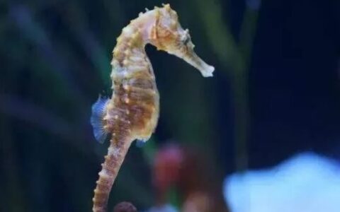 海马为什么是爸爸生出来的？海马是鱼类吗？