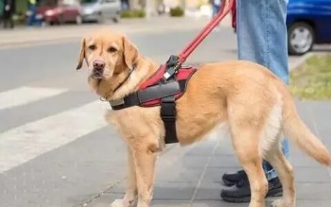 导盲犬一般是什么品种？导盲犬可以进入公共场所吗？
