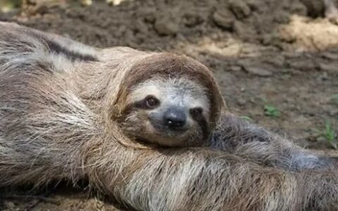 考拉和树懒的区别有哪些？