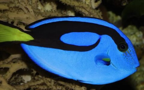 世界十大最好看的鱼排行