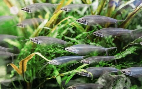 世界十大鱼类之最