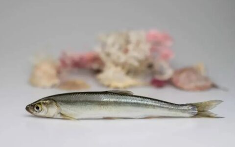 国内十大名贵淡水鱼排名