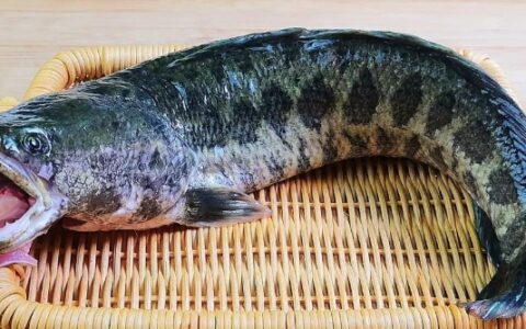 鱼的营养价值十大排名，哪些鱼类营养丰富?