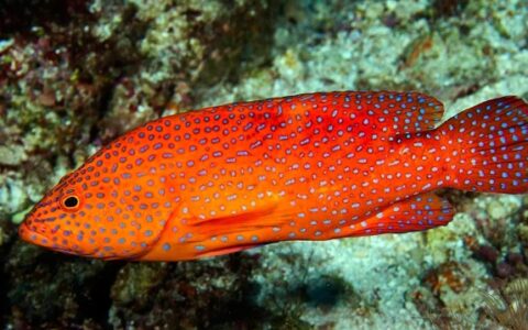 世界十大有毒鱼类排行