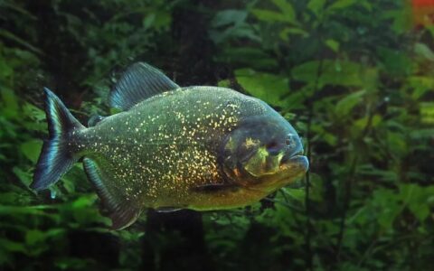 世界十大食人鱼排名，你知道那个？