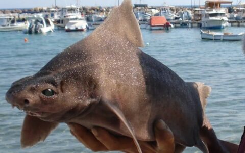 世界十大长相怪异的鲨鱼，你见过哪个？