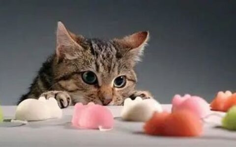 狗狗和猫咪的生活小习惯