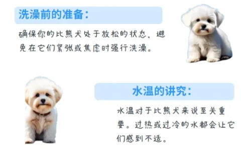 如何给比熊犬洗澡？比熊犬洗澡全攻略