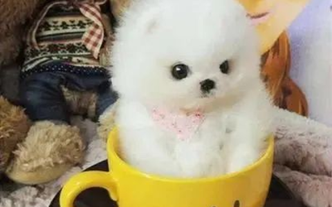 茶杯犬多少钱一只？茶杯狗能活多久？