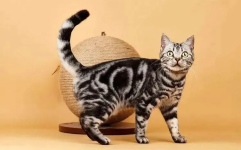 猫咪睡觉的姿势都代表什么意思？