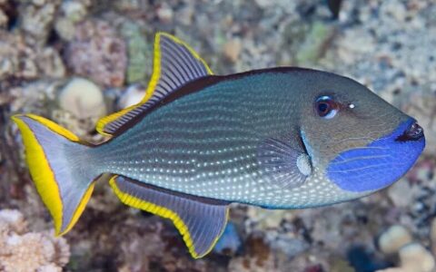 世界十大最美炮弹鱼