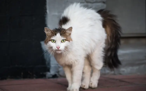 猫咪为什么会弓背？猫咪弓背的原因