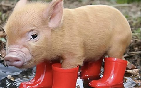 10大好养省心宠物，你认得哪些？