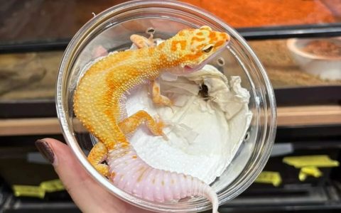 新手适不适合养豹纹守宫？(新手怎么养豹纹守宫？）