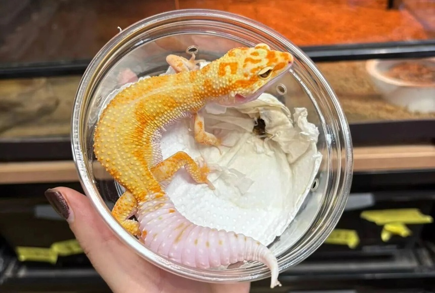 新手适不适合养豹纹守宫？(新手怎么养豹纹守宫？）