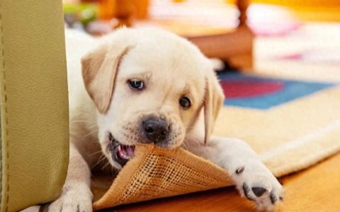 狗狗啃咬癖的的原因与纠正方法（狗狗啃咬癖的治疗）