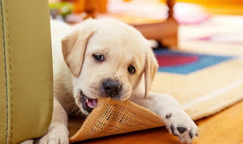 狗狗啃咬癖的的原因与纠正方法（狗狗啃咬癖的治疗）