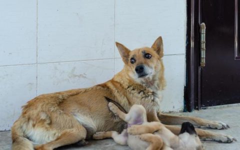 狗狗“嘤嘤叫”是什么意思？（狗狗嘤嘤叫是在表达什么？）