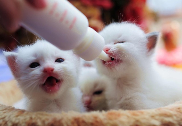 猫咪真的能喝牛奶吗？（猫咪喝牛奶有什么坏处？）