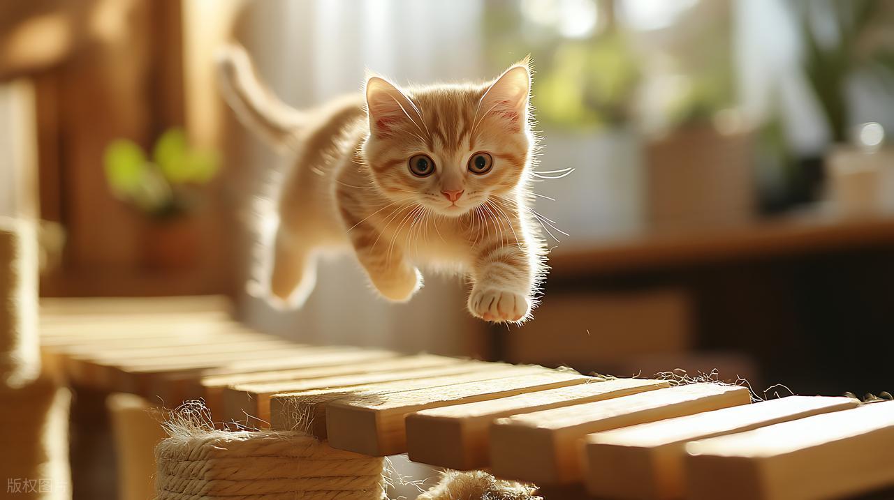 猫咪从高处掉下去，为什么总能稳稳四脚着地？