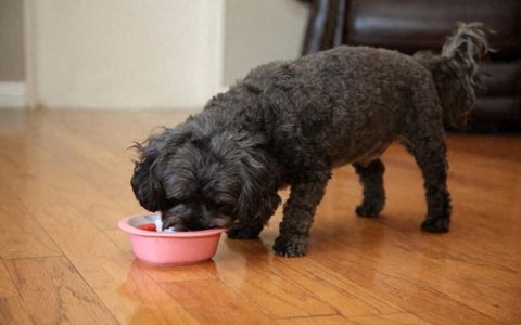 如何给狗狗挑选狗粮？优质狗粮有哪些？