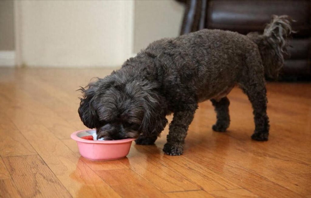 如何给狗狗挑选狗粮？优质狗粮有哪些？