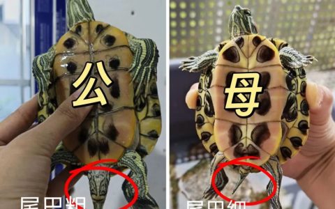 乌龟怎么分公母？如何区分乌龟的公母？