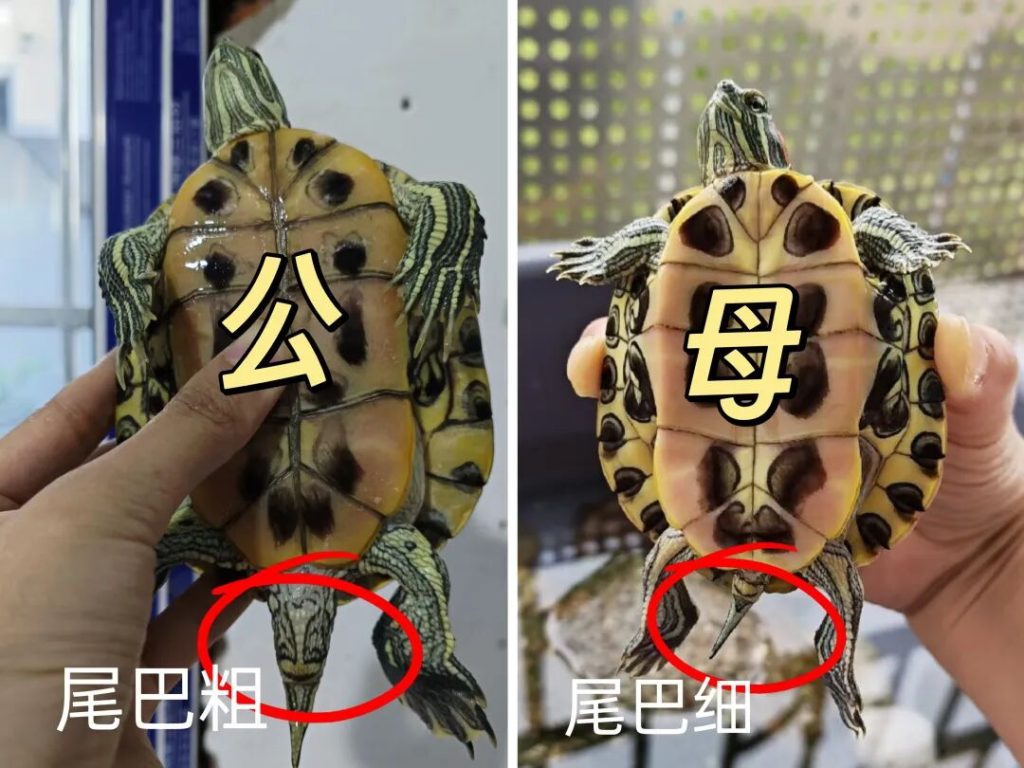 乌龟怎么分公母？如何区分乌龟的公母？