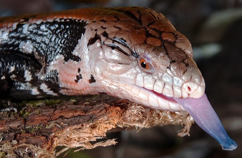 宠物品种介绍：蓝舌石龙子的外貌特征及饮食习惯