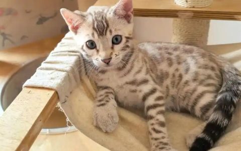 五大热门猫咪大揭秘，谁是你的梦中情猫？