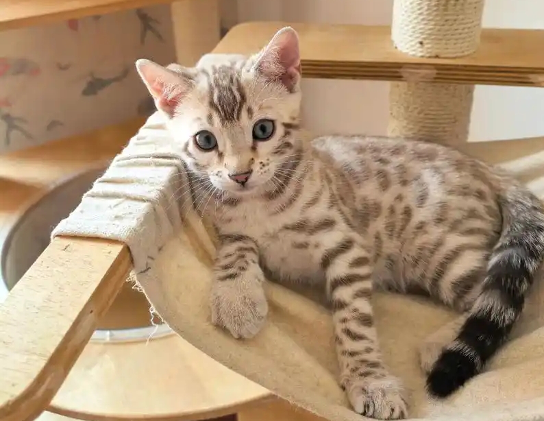 五大热门猫咪大揭秘，谁是你的梦中情猫？