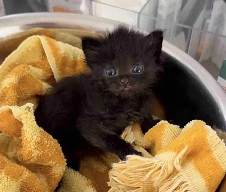 女子用10个不眠夜救下一只黑色的小奶猫